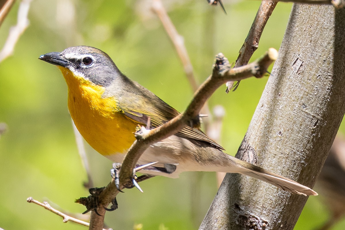 Yellow-breasted Chat - ML618704198