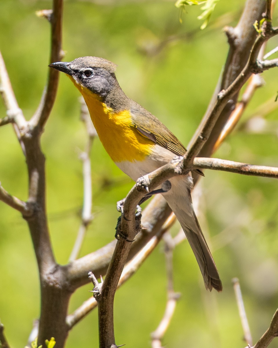 Yellow-breasted Chat - ML618704199