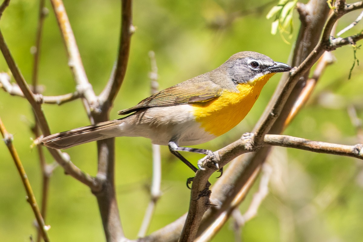 Yellow-breasted Chat - ML618704200