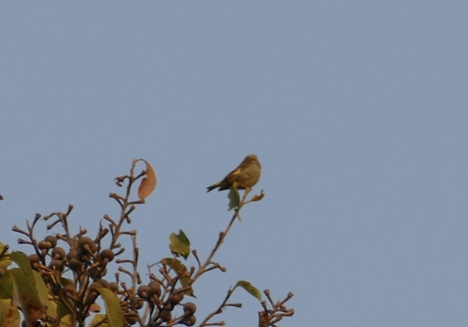Yellow-breasted Greenfinch - ML618704209