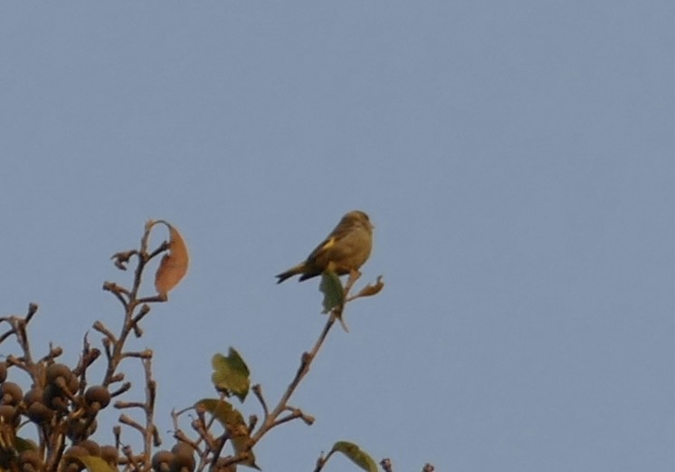 Yellow-breasted Greenfinch - ML618704210