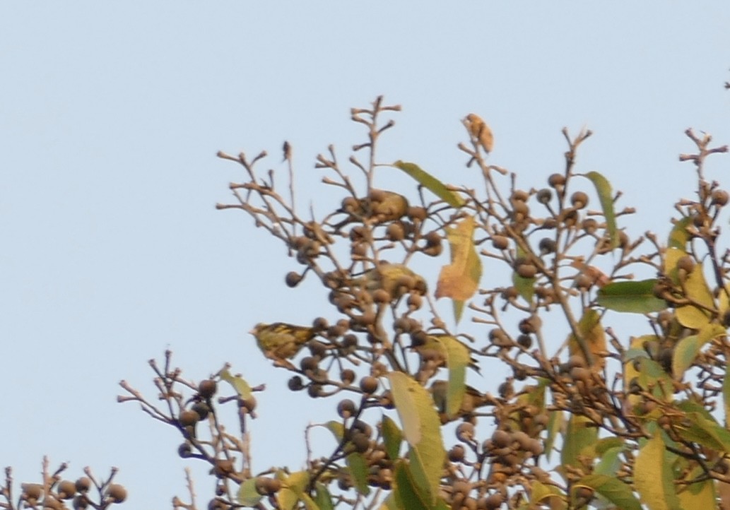 Yellow-breasted Greenfinch - ML618704211