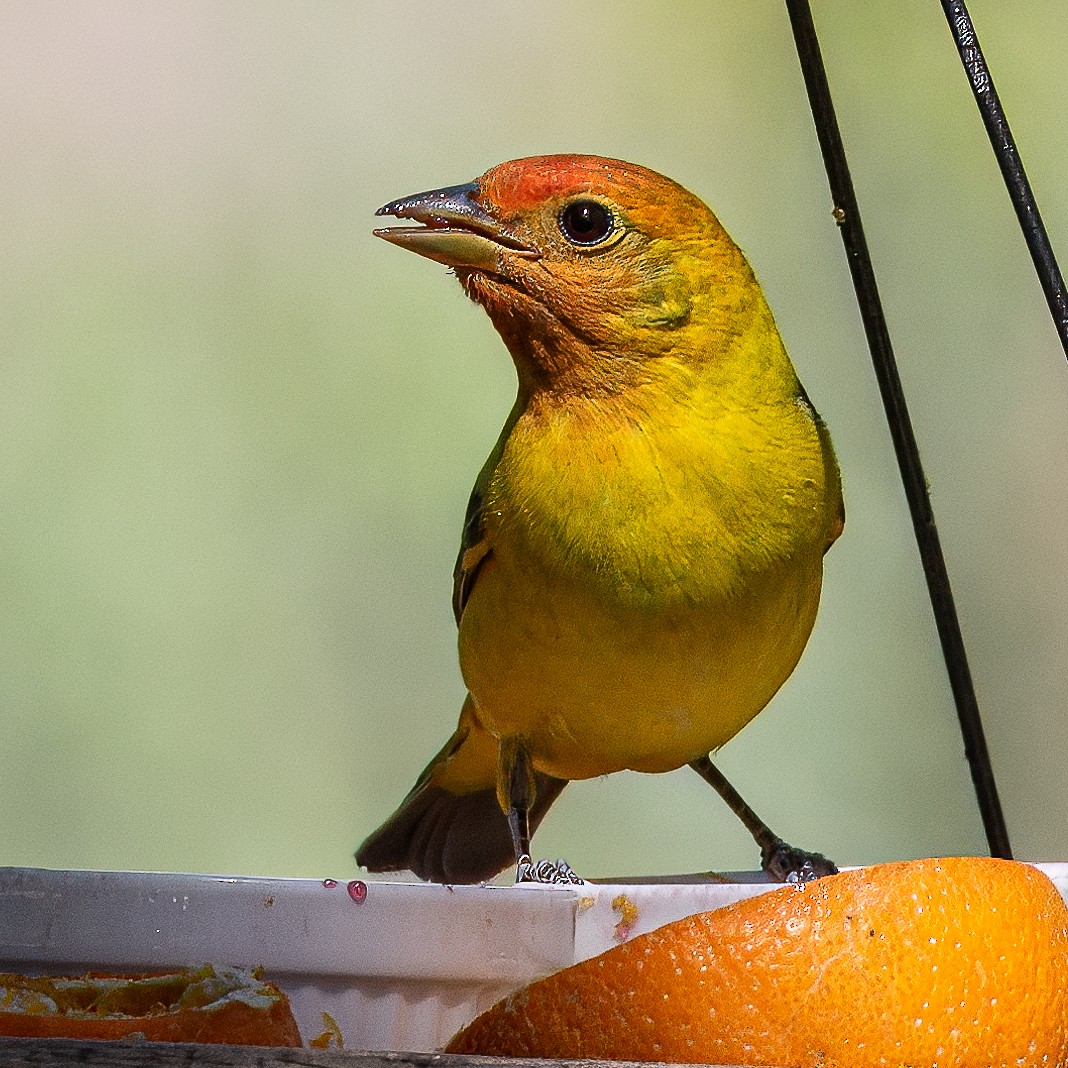 Western Tanager - ML618704219