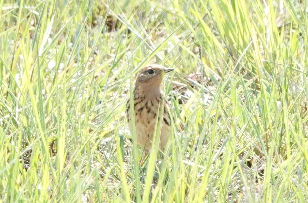Red-throated Pipit - ML618704241