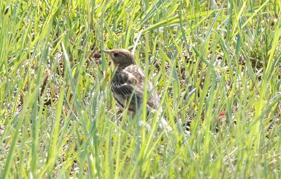 Red-throated Pipit - ML618704242