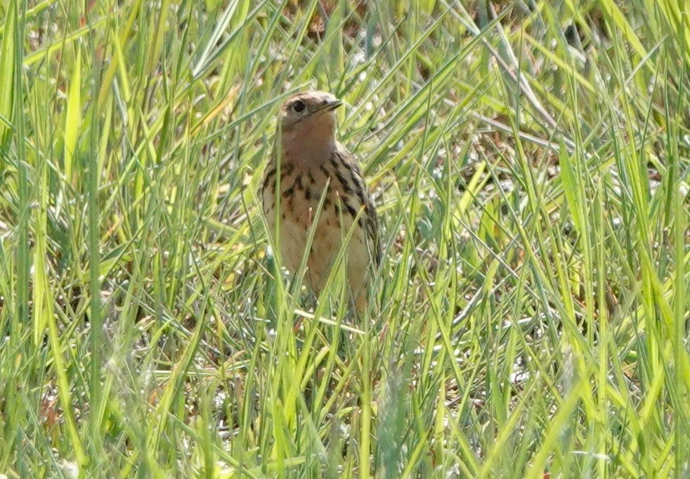 Red-throated Pipit - ML618704243