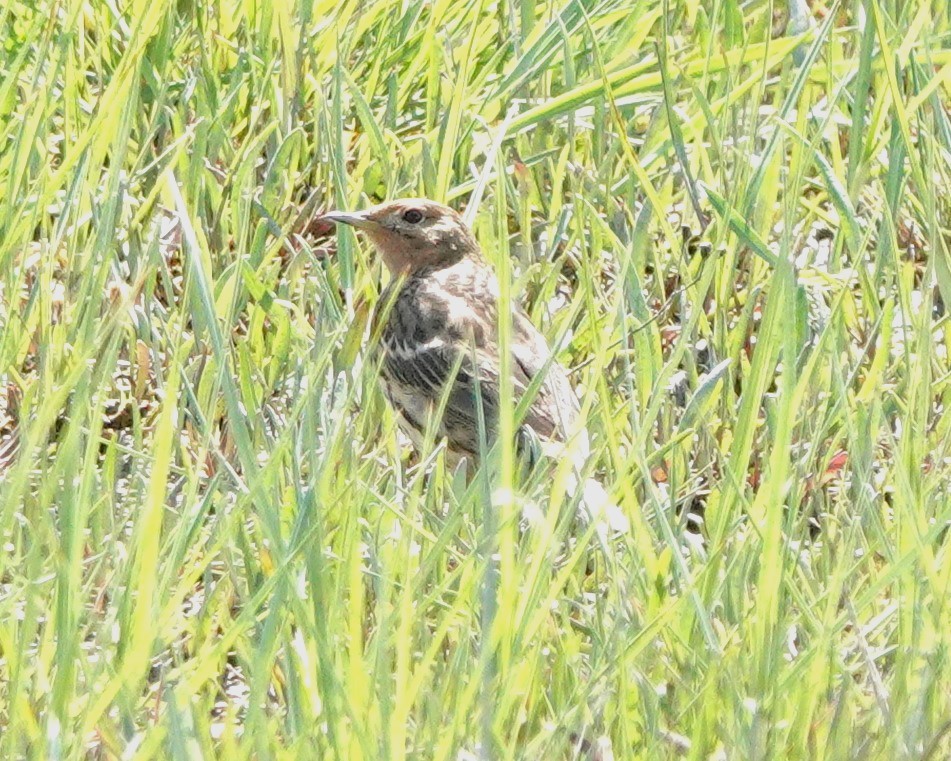 Red-throated Pipit - ML618704244
