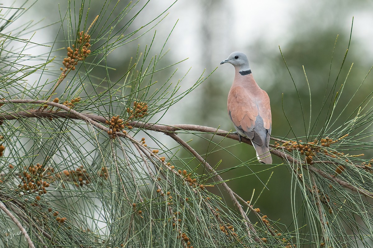 Red Collared-Dove - ML618704258