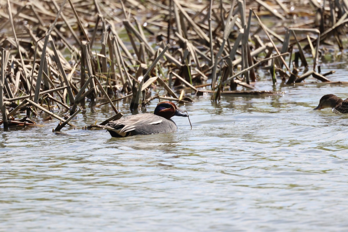 Green-winged Teal - ML618704281
