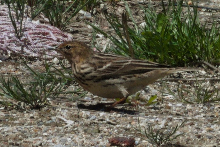 Red-throated Pipit - ML618704329
