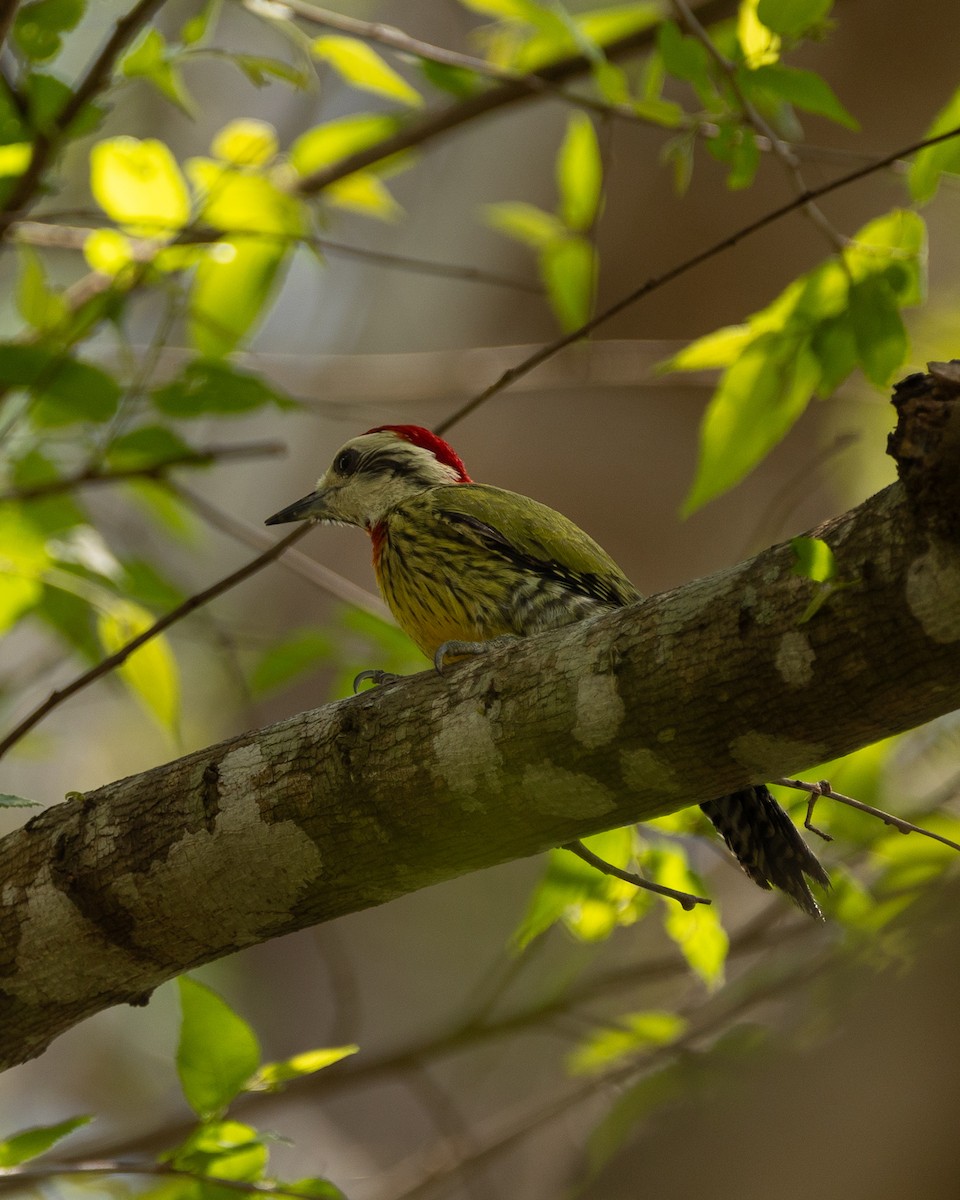 Cuban Green Woodpecker - ML618704348