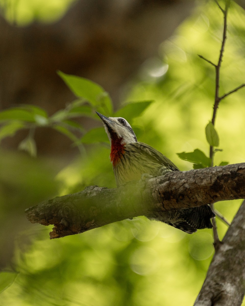 Cuban Green Woodpecker - ML618704349