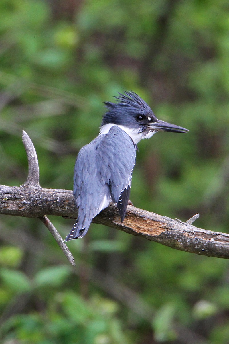 Belted Kingfisher - ML618704350