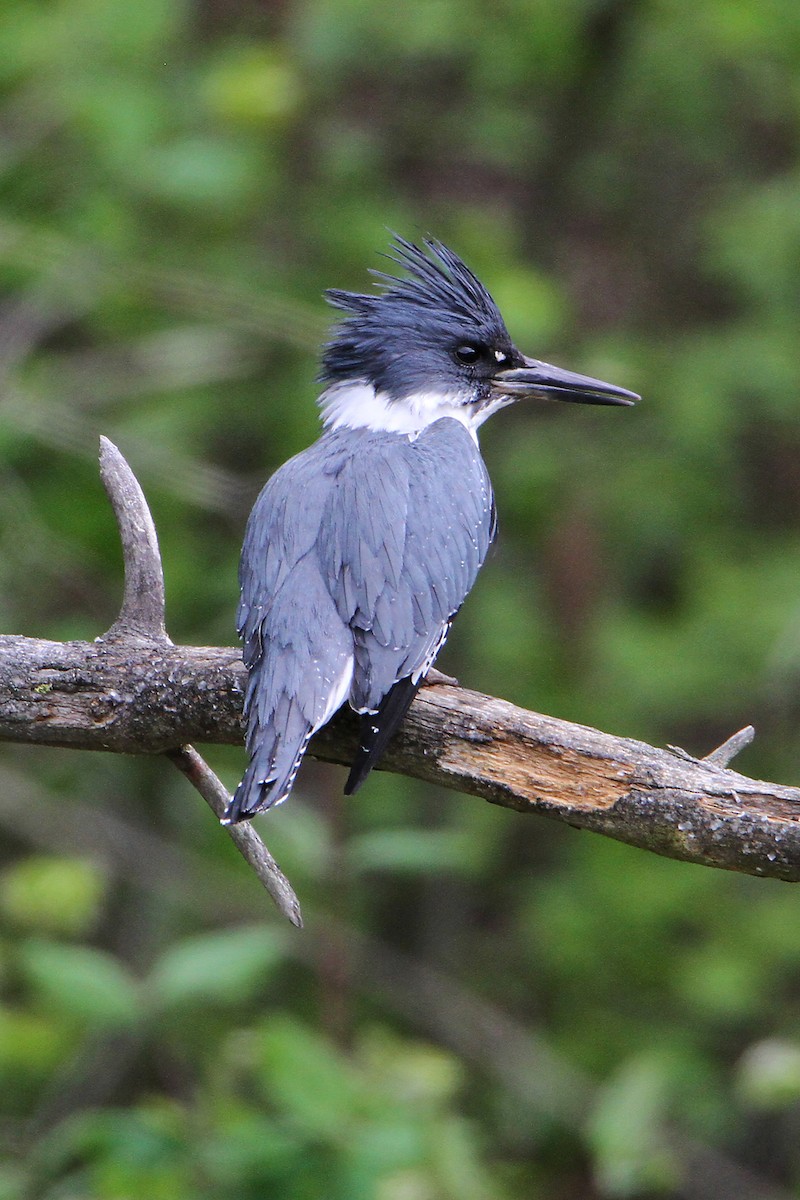 Belted Kingfisher - ML618704354