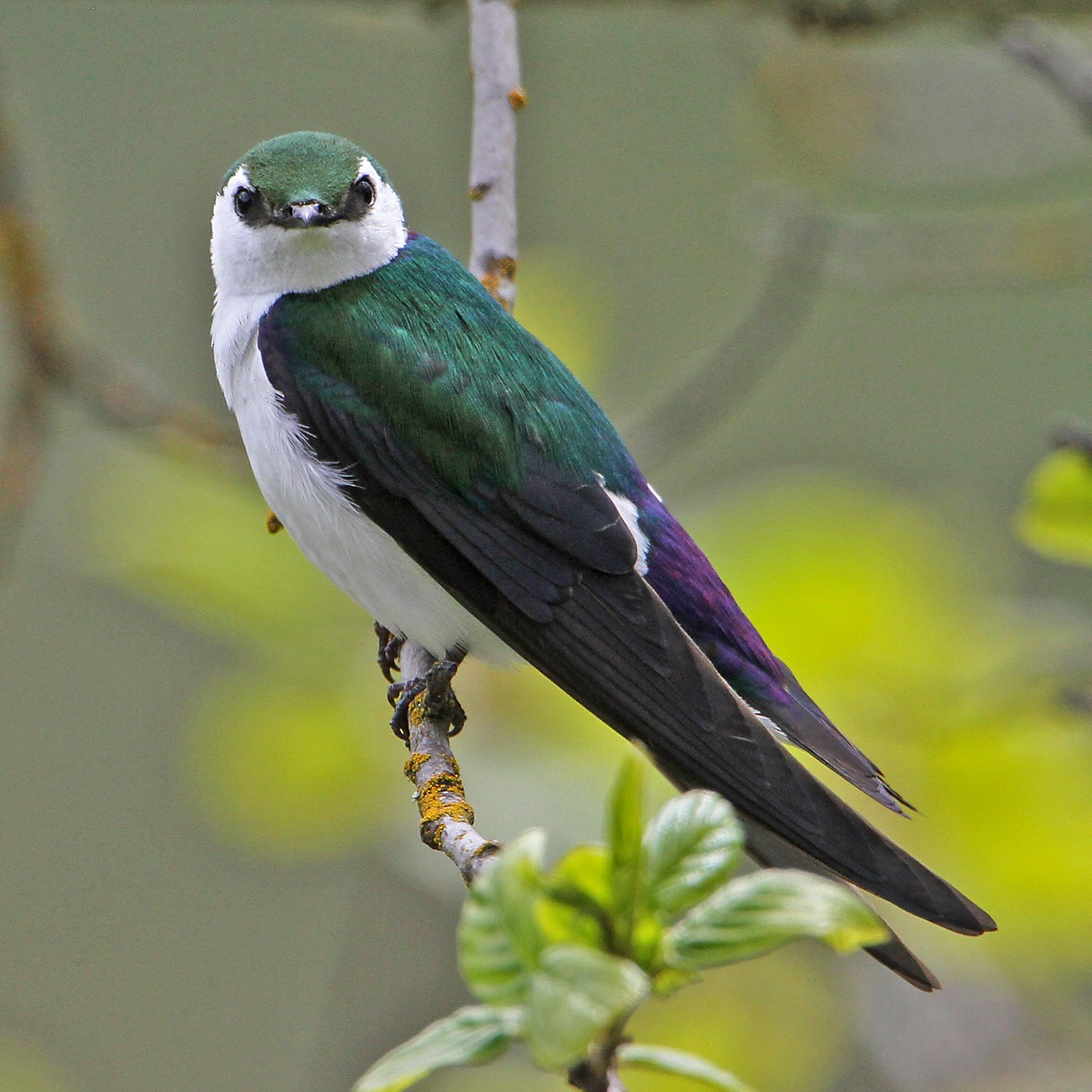 Violet-green Swallow - ML618704368