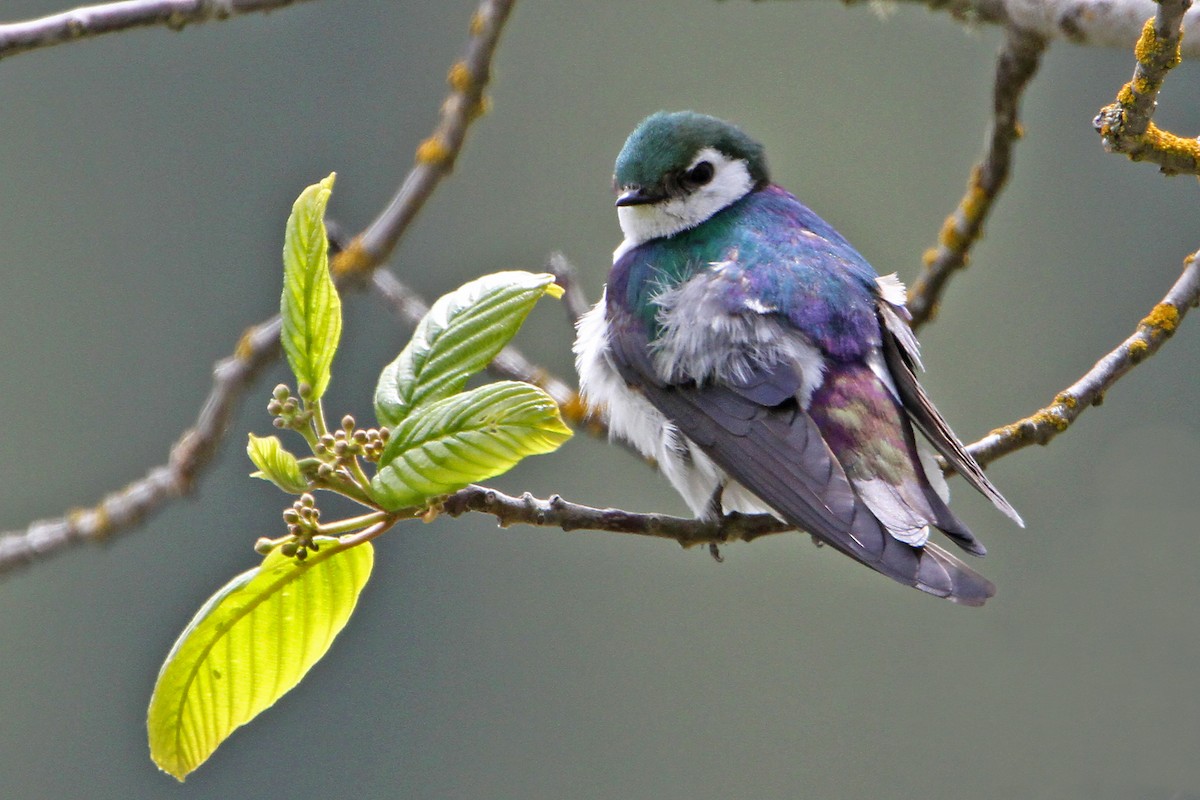 Violet-green Swallow - ML618704372