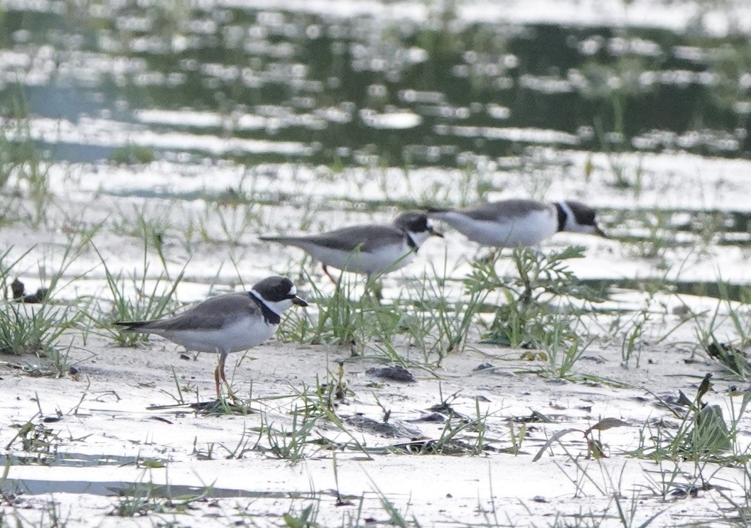Semipalmated Plover - ML618704393