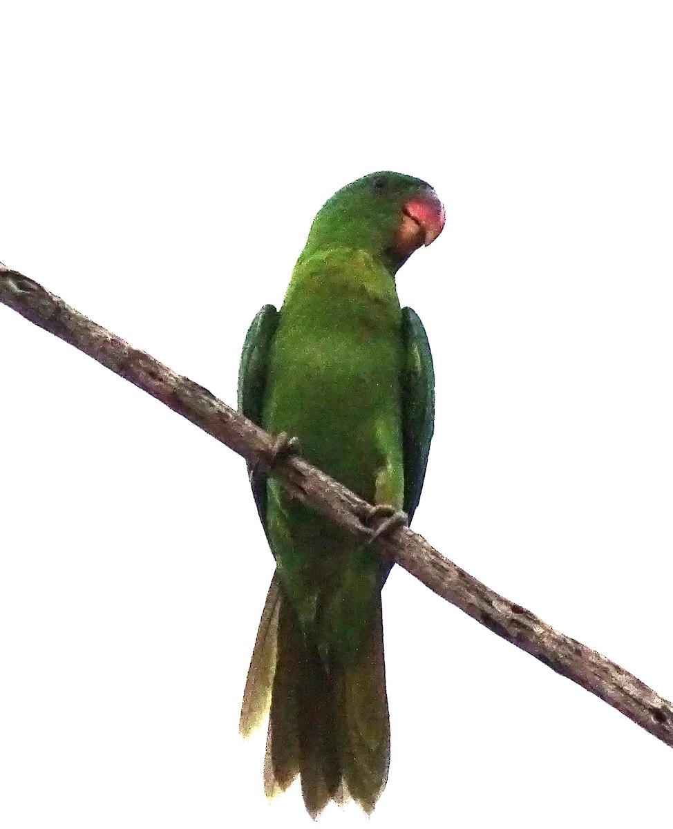 Папужець-червонодзьоб лусонський - ML618704397