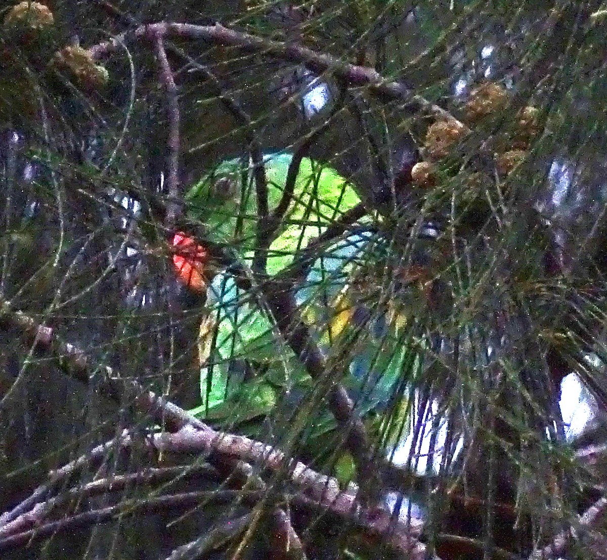 Папужець-червонодзьоб лусонський - ML618704401