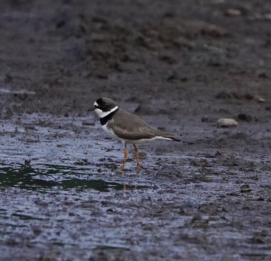 Semipalmated Plover - ML618704405