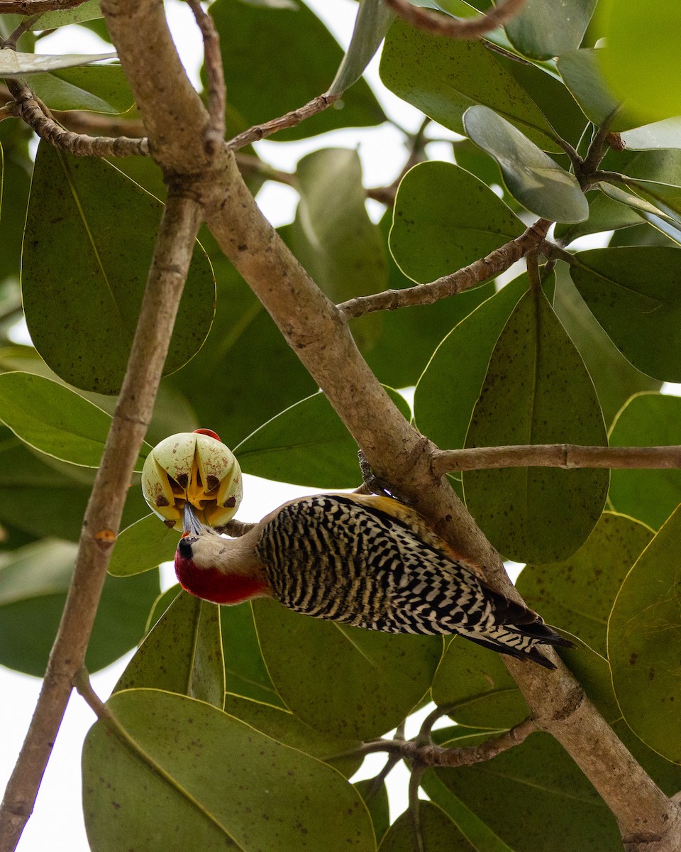 West Indian Woodpecker - ML618704411
