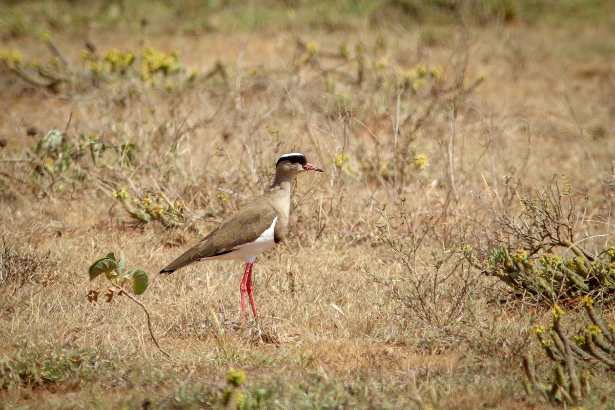 Crowned Lapwing - ML618704425