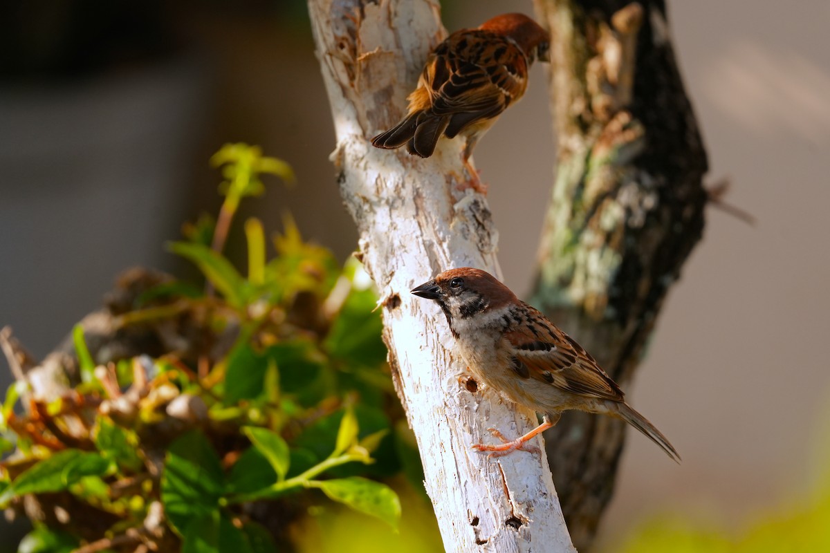 Eurasian Tree Sparrow - ML618704427