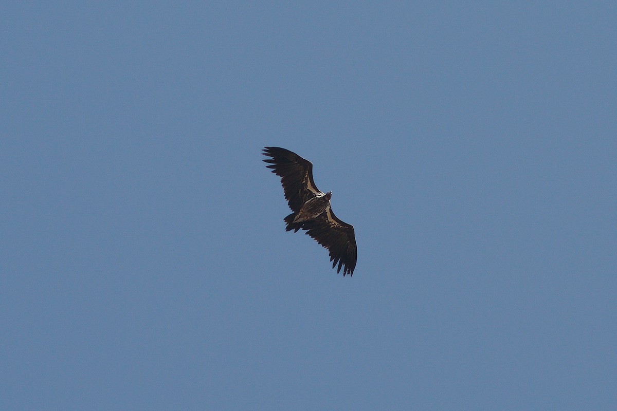 Lappet-faced Vulture - ML618704428
