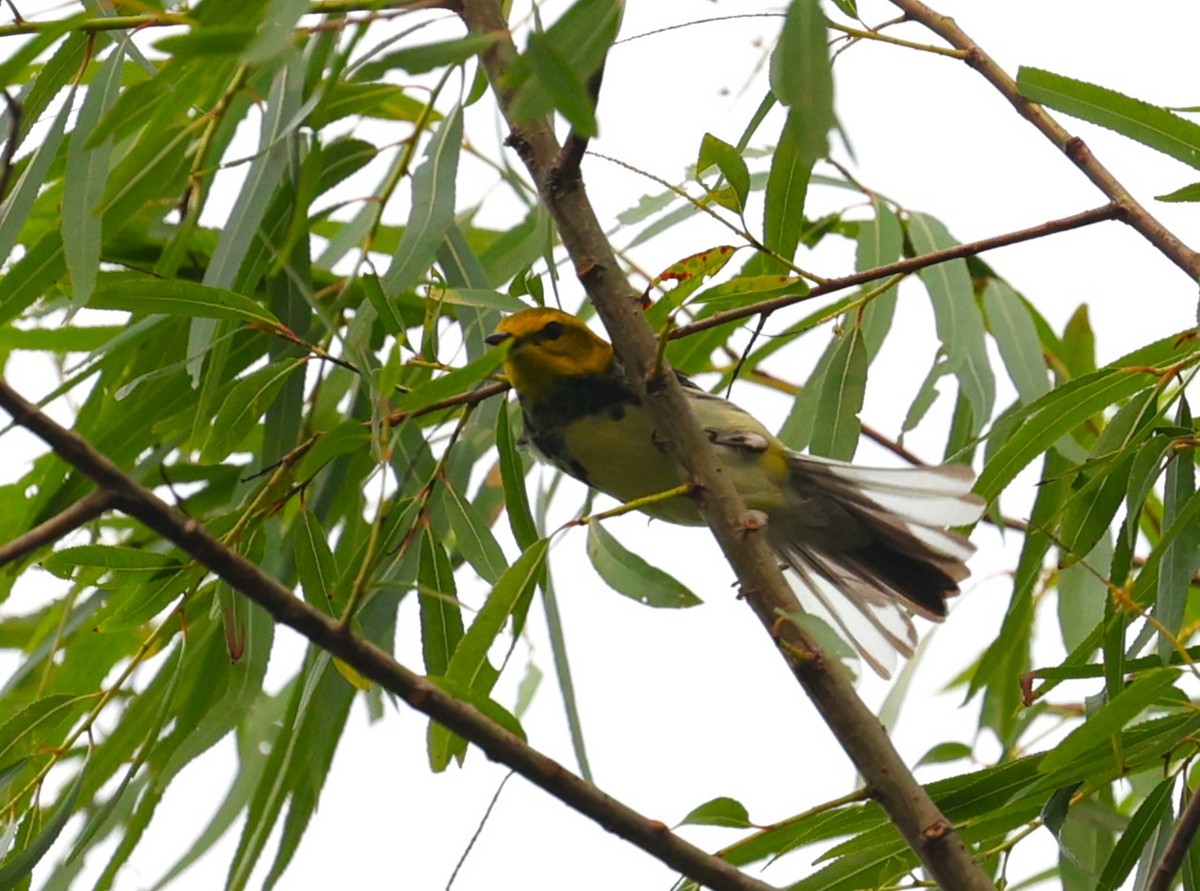 Black-throated Green Warbler - ML618704447