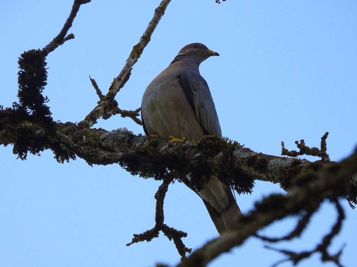 Band-tailed Pigeon - ML618704448