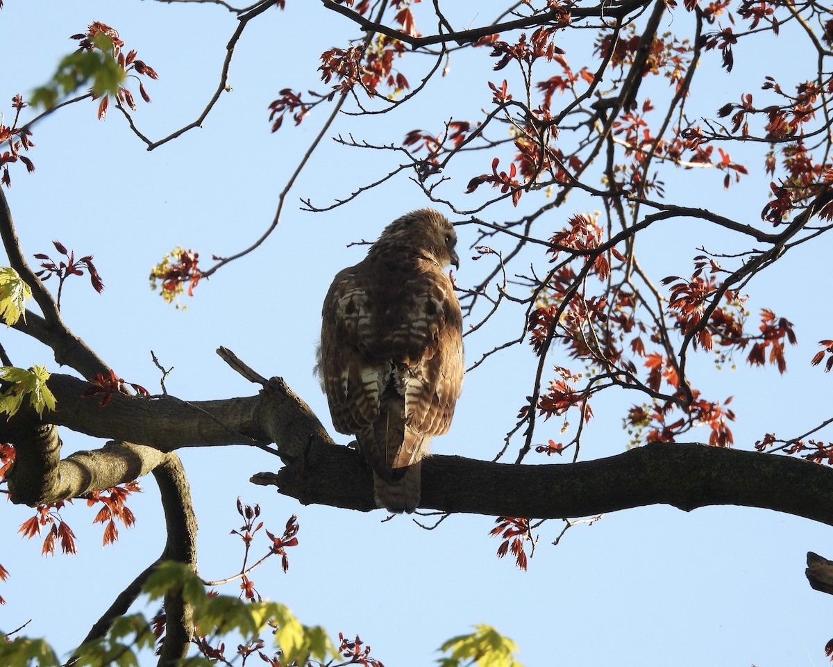 Red-tailed Hawk - ML618704456