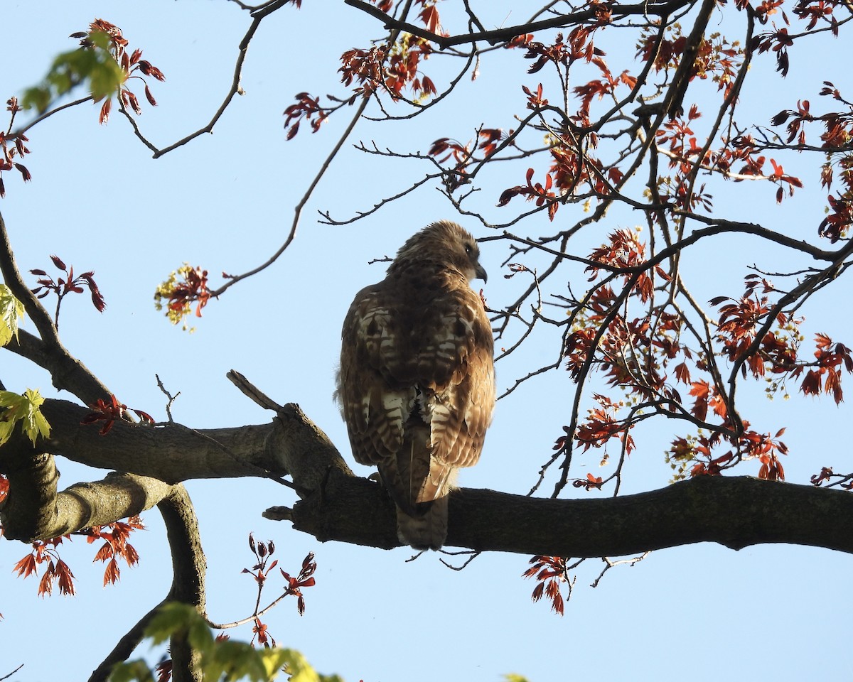 Red-tailed Hawk - ML618704457
