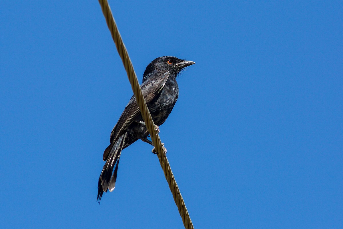 Fork-tailed Drongo - ML618704475