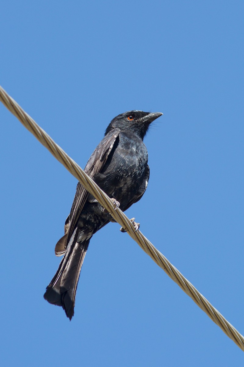Fork-tailed Drongo - ML618704476