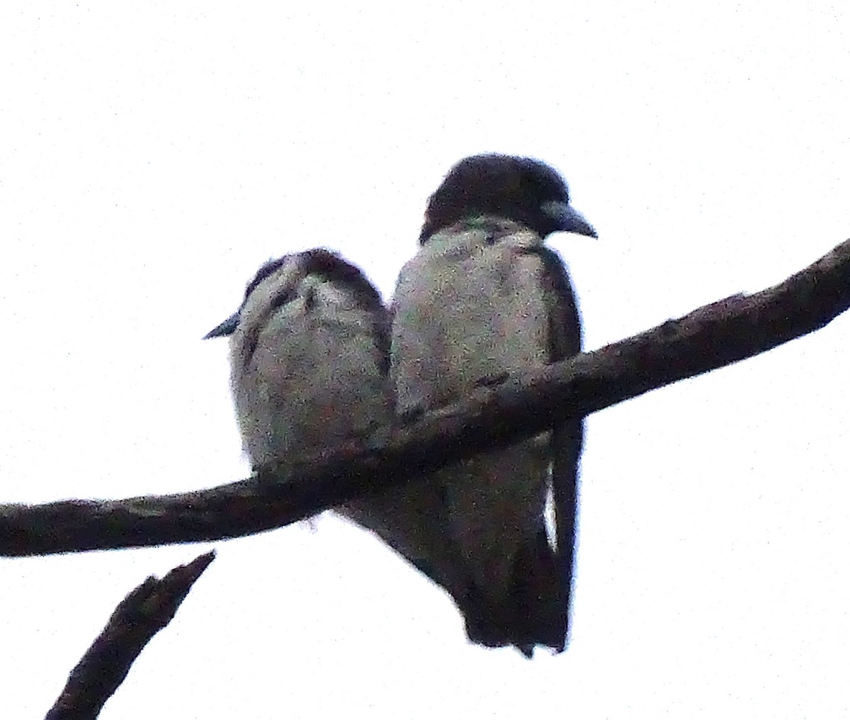 White-breasted Woodswallow - ML618704524