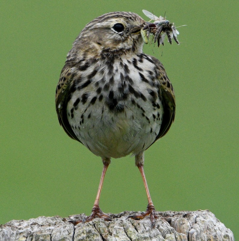 Meadow Pipit - ML618704554