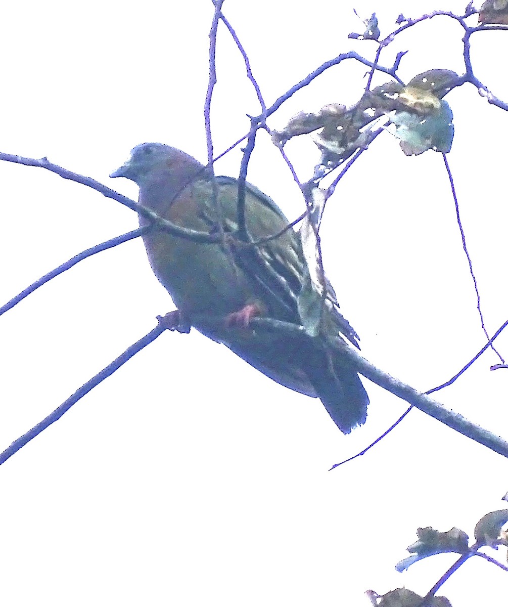Pink-necked Green-Pigeon - ML618704559