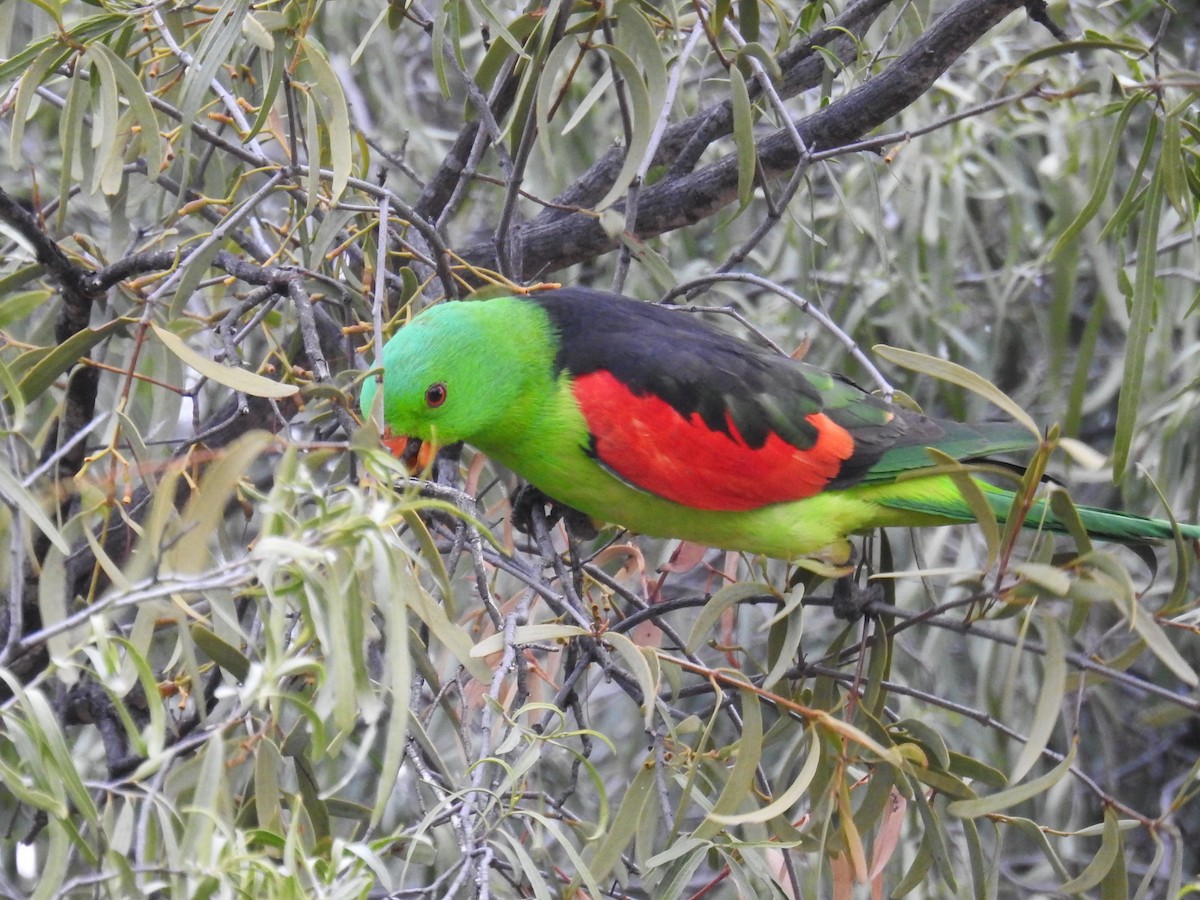 Red-winged Parrot - ML618704579