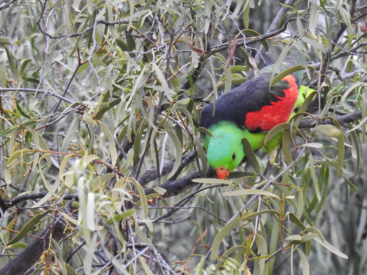 Red-winged Parrot - ML618704581