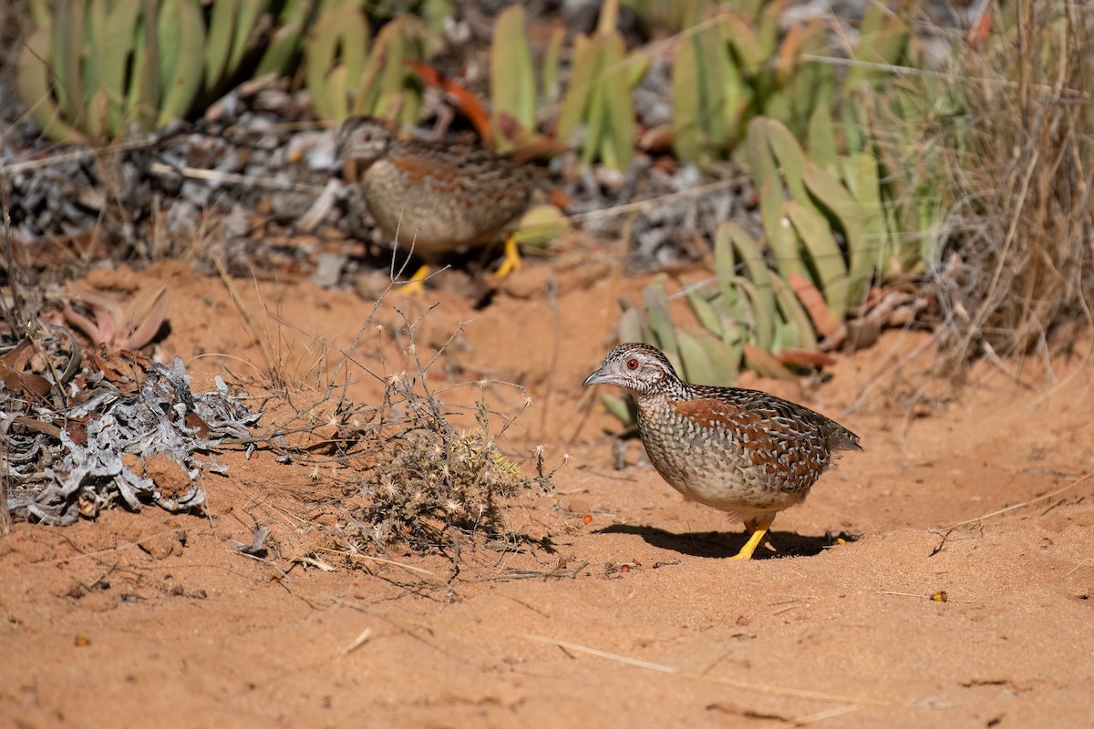 Painted Buttonquail - ML618704591
