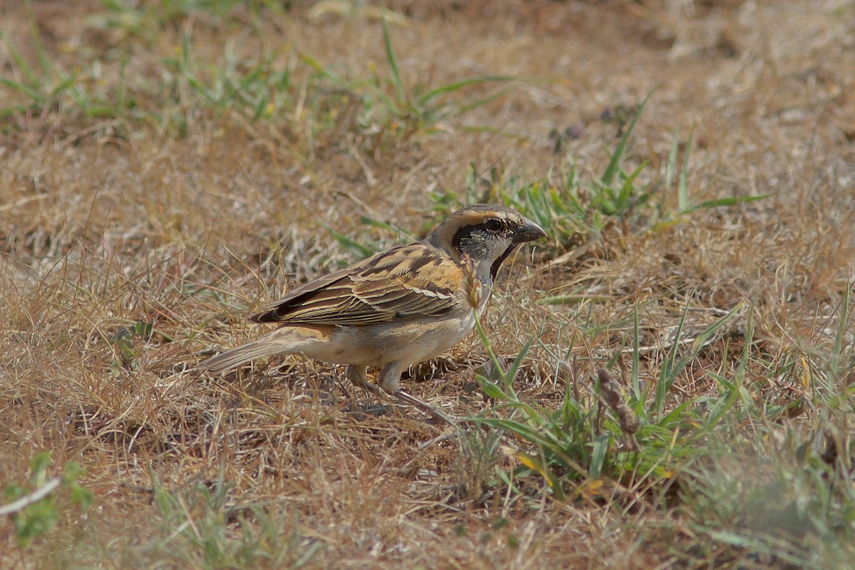 Shelley's Rufous Sparrow - ML618704626