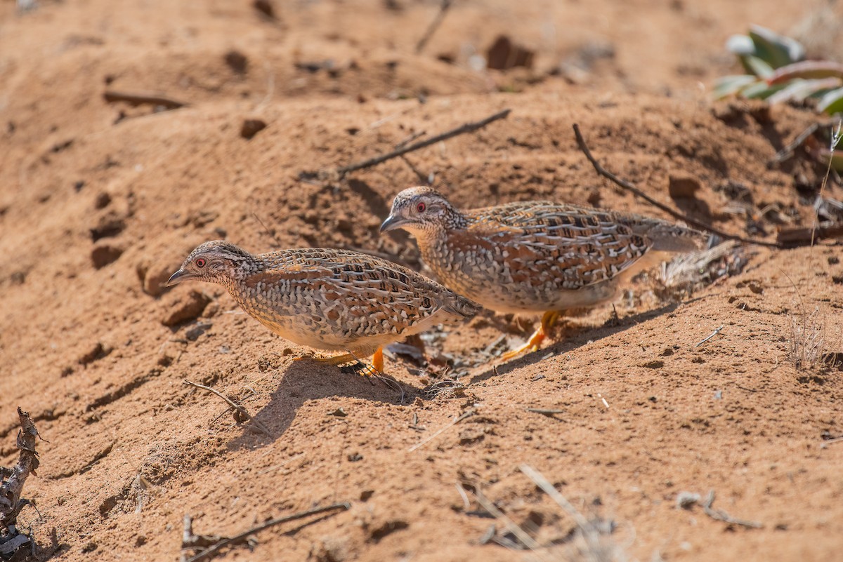Painted Buttonquail - ML618704628