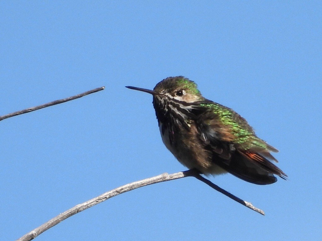Calliope Hummingbird - ML618704629