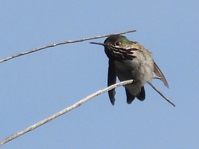 Calliope Hummingbird - ML618704634