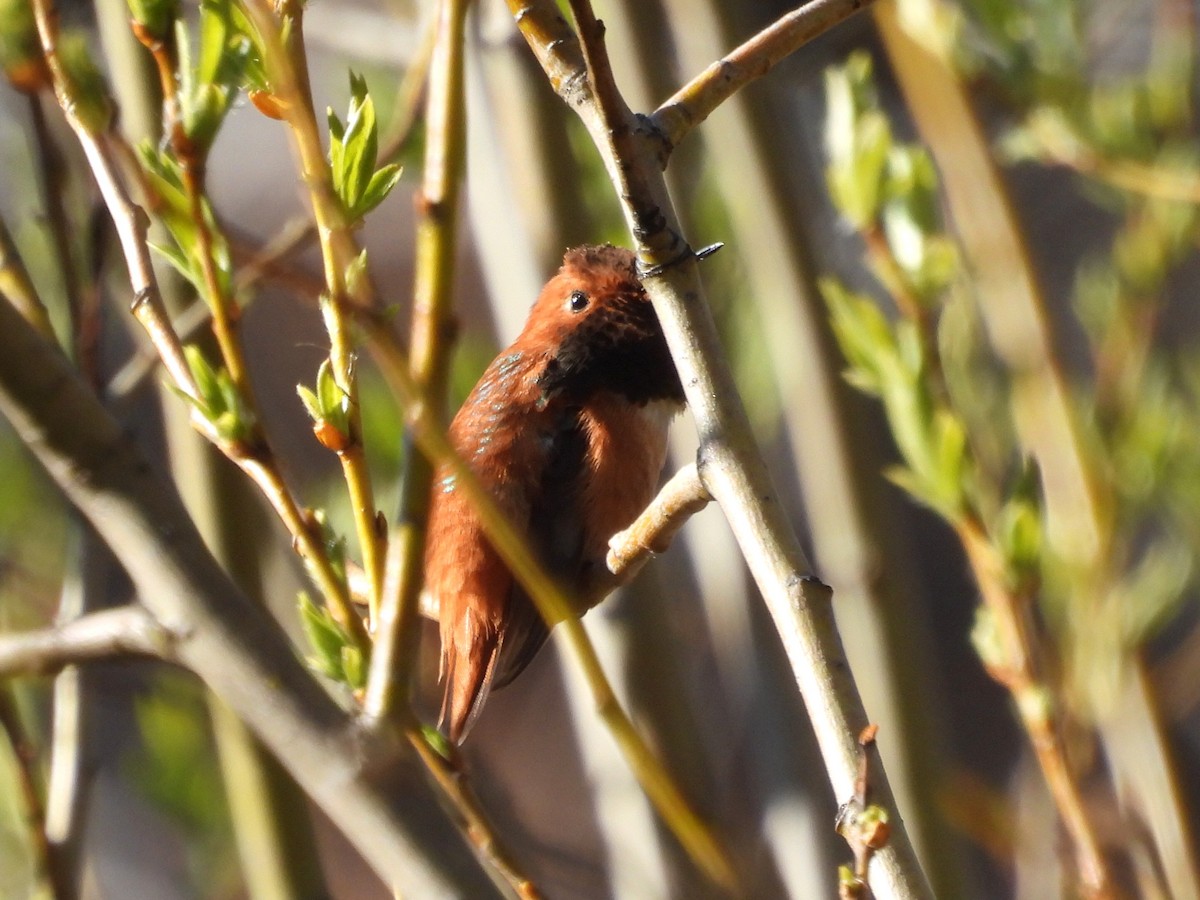 Rufous Hummingbird - Dean Angiola