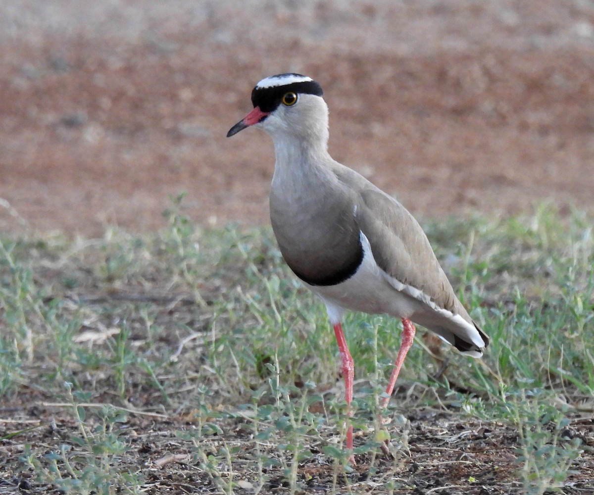 Crowned Lapwing - ML618704671