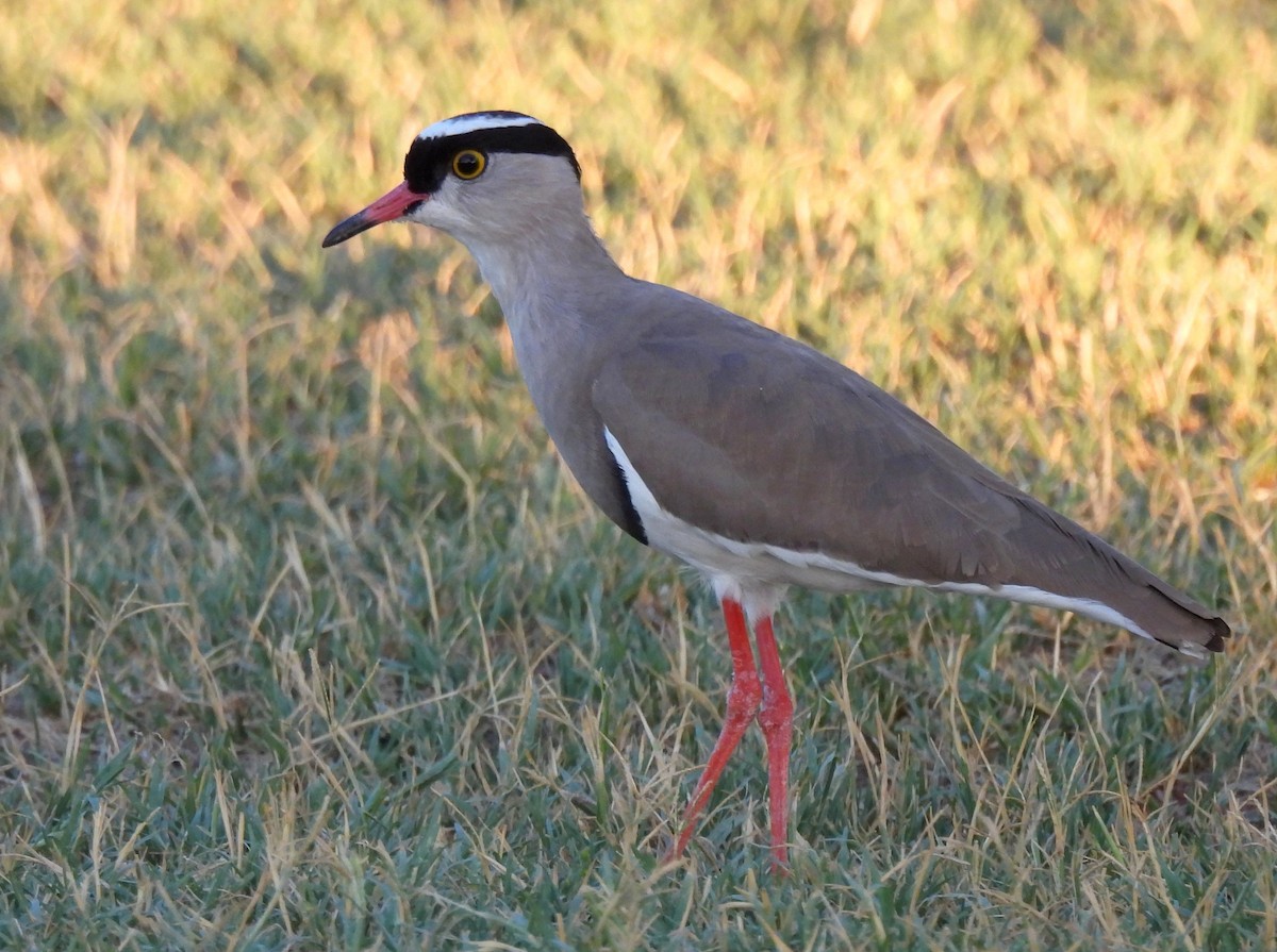 Crowned Lapwing - ML618704673