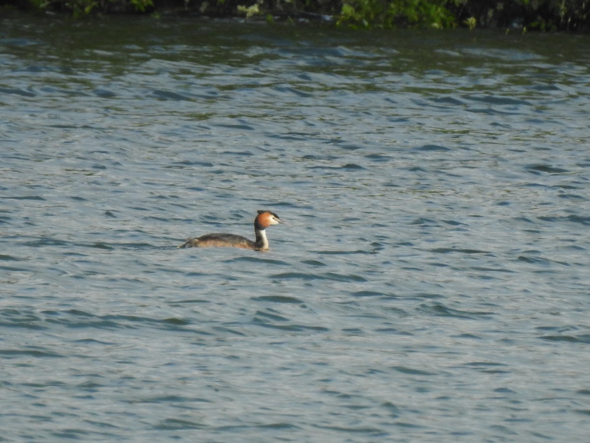 Great Crested Grebe - ML618704685