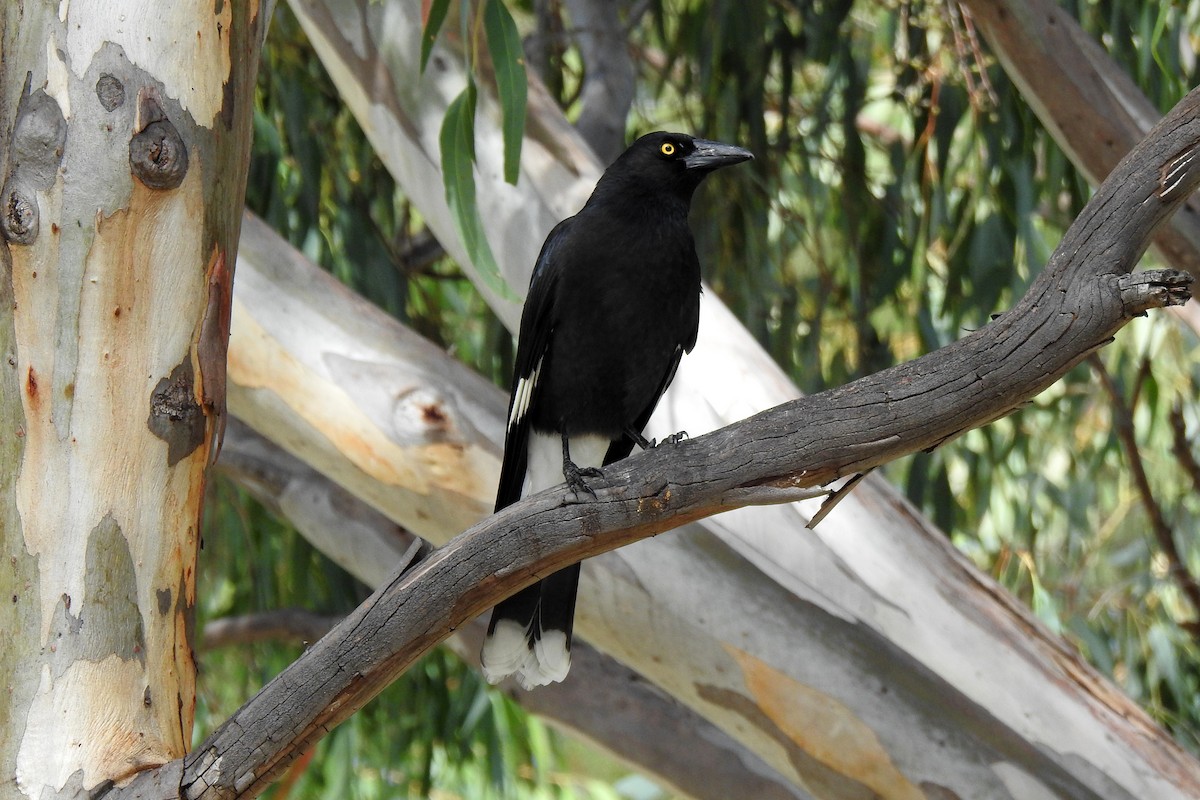 Pied Currawong - ML618704715