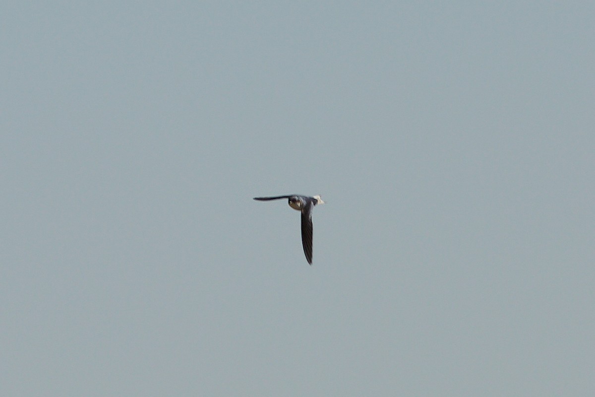 White-tailed Swallow - ML618704716